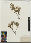 Foto von Salix argyrocarpa Andersson